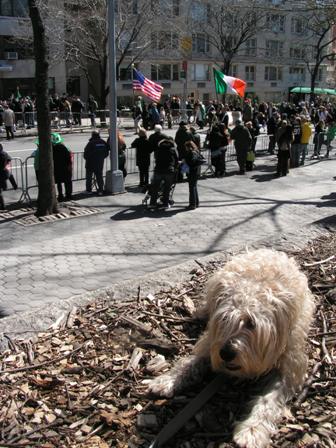 Dixie @ St. Pat's Parade
